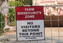 A conceptual image showing healthcare workers in PPE kits inspecting a poultry farm, highlighting the recent Bilaspur bird flu alert and chicken sale ban.