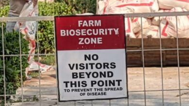 A conceptual image showing healthcare workers in PPE kits inspecting a poultry farm, highlighting the recent Bilaspur bird flu alert and chicken sale ban.