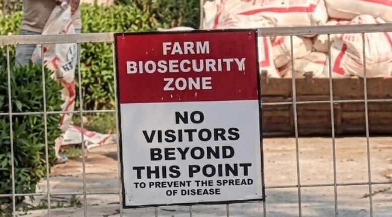 A conceptual image showing healthcare workers in PPE kits inspecting a poultry farm, highlighting the recent Bilaspur bird flu alert and chicken sale ban.