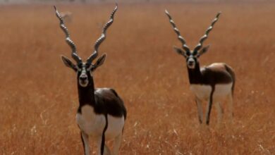 Blackbuck in Chhattisgarh
