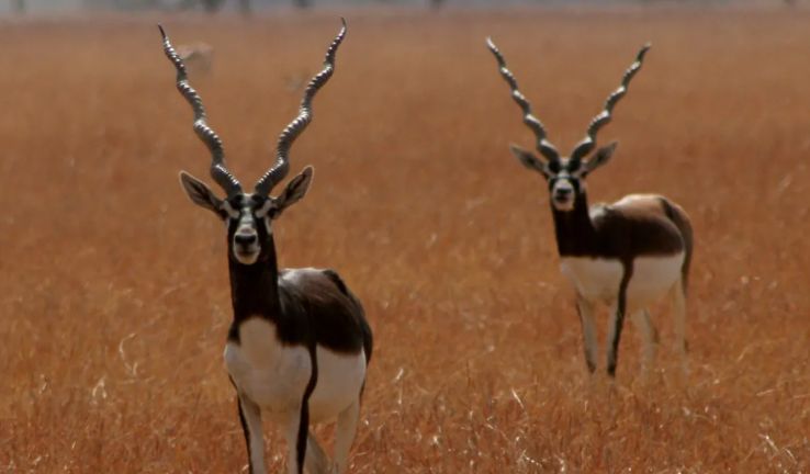 Blackbuck in Chhattisgarh