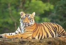 A conceptual image showing a majestic Bengal tiger in a dense forest, highlighting the recent CG Tiger Census 2026 and data collection by the Chhattisgarh forest department.
