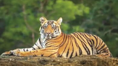 A conceptual image showing a majestic Bengal tiger in a dense forest, highlighting the recent CG Tiger Census 2026 and data collection by the Chhattisgarh forest department.