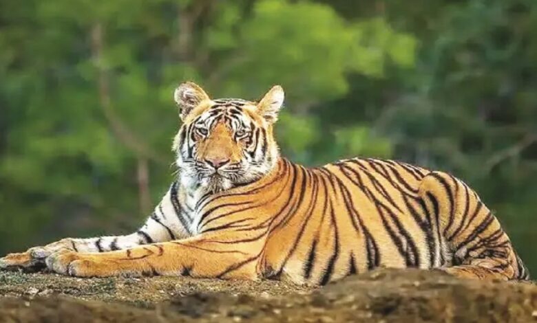 A conceptual image showing a majestic Bengal tiger in a dense forest, highlighting the recent CG Tiger Census 2026 and data collection by the Chhattisgarh forest department.