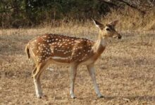 Chhattisgarh Chital Hunting
