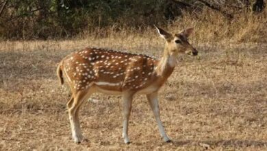 Chhattisgarh Chital Hunting