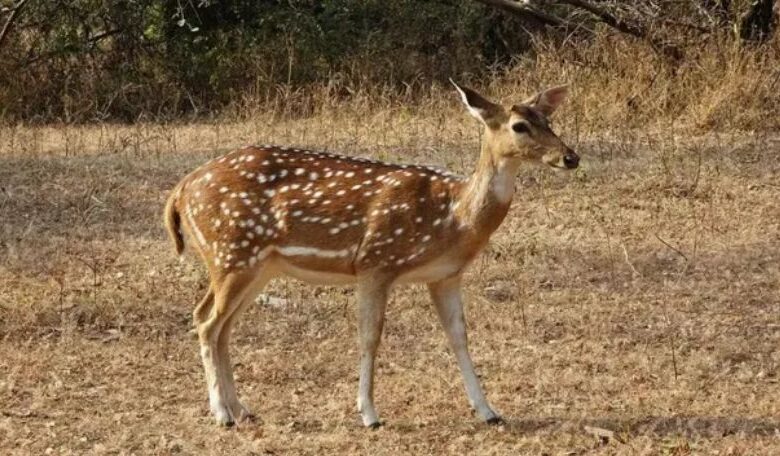 Chhattisgarh Chital Hunting
