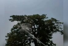 Narayanpur Parrot Rescue