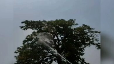 Narayanpur Parrot Rescue