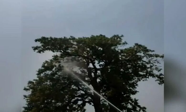 Narayanpur Parrot Rescue