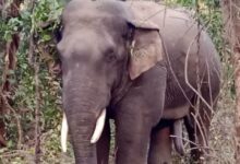 Elephant Terror in Korea Chhattisgarh