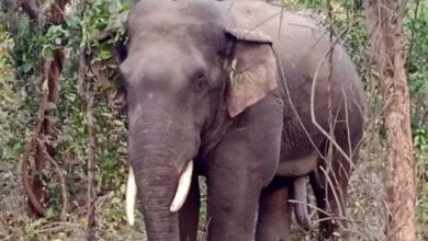 Elephant Terror in Korea Chhattisgarh