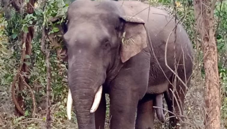 Elephant Terror in Korea Chhattisgarh