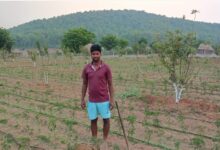 Jashpur Apple Farming