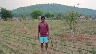 Jashpur Apple Farming