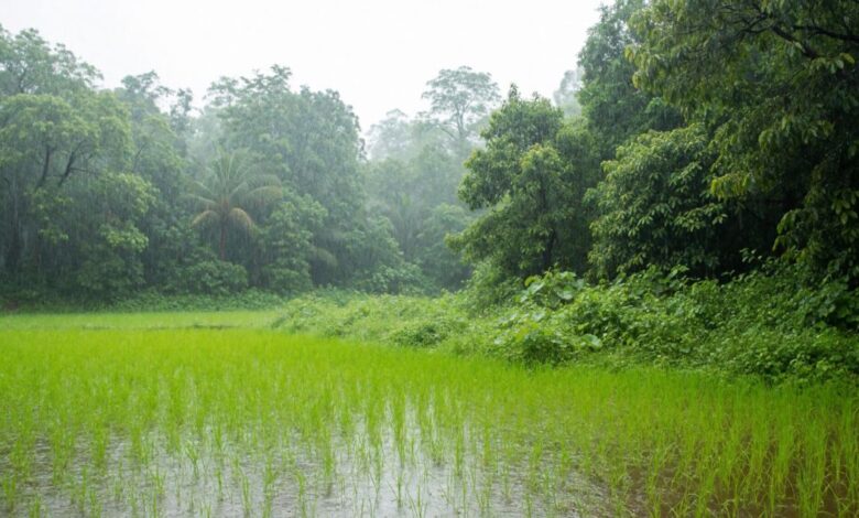 Chhattisgarh Monsoon Update