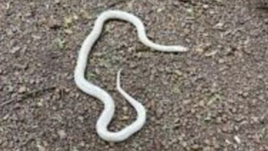 Rare White Krait Durg