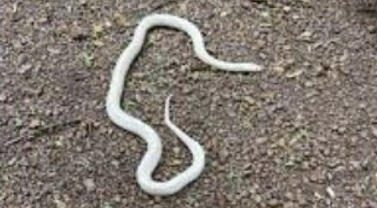 Rare White Krait Durg