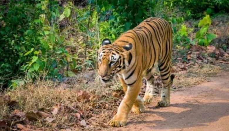 Achanakmar Tiger Reserve,