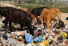 CG Forest Plastic Ban,
