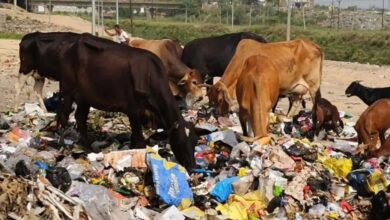CG Forest Plastic Ban,