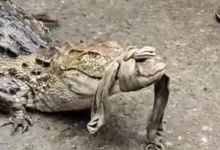 Chhattisgarh Wildlife News,