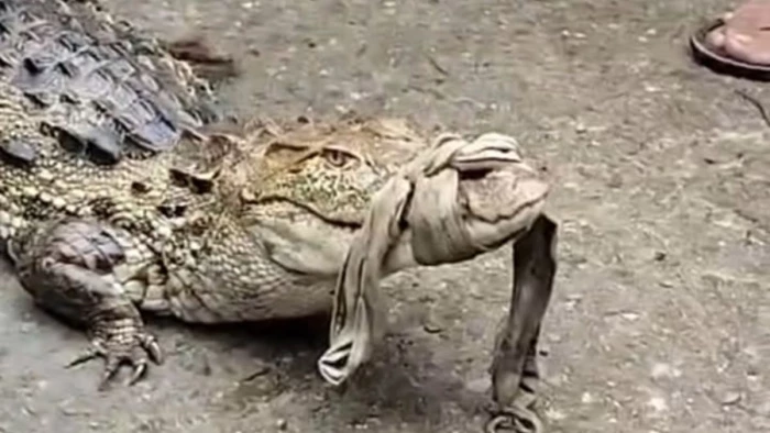 Chhattisgarh Wildlife News,