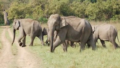 Sonakhan Elephant Herd Update,