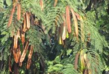 Subabul Trees Raipur,
