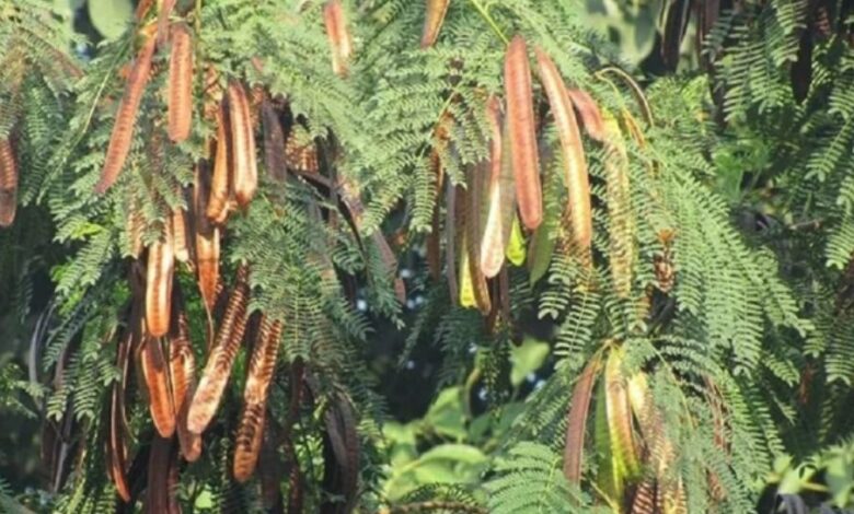 Subabul Trees Raipur,