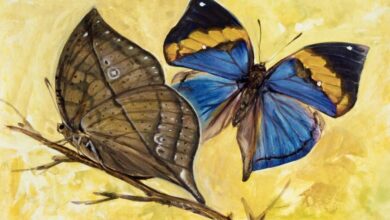 CG State Butterfly,