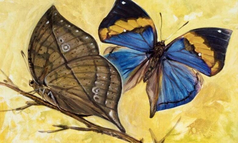CG State Butterfly,