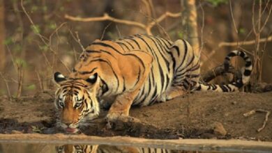 Chhattisgarh Tiger Poaching CBI