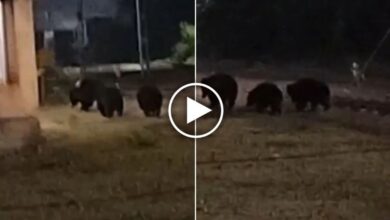 Dalli Rajhara Bear Video,