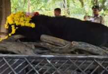 Nandanvan Zoo Raipur