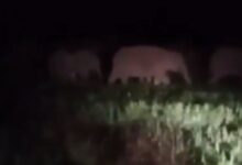 Surajpur Elephant Alert,