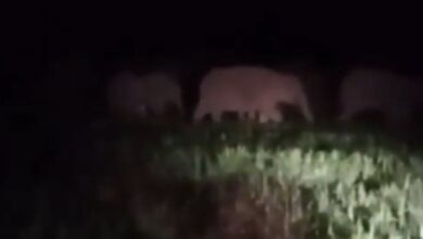 Surajpur Elephant Alert,