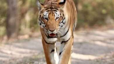 Tiger Tracking
